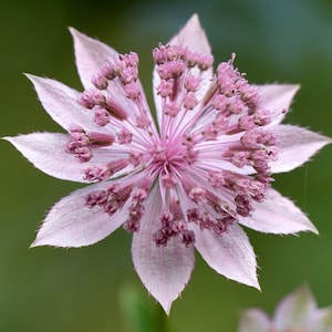 Astrantia maxima 15 Samen