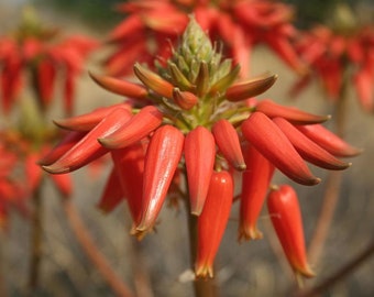 Aloe hereroensis 15 graines