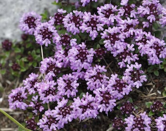 3,000 seeds - Thymus serpyllum