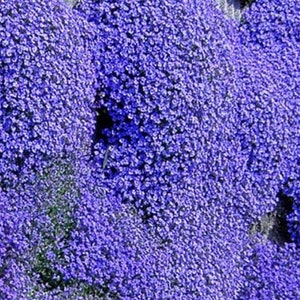 Aubrieta cascade bleu 400 graines image 2