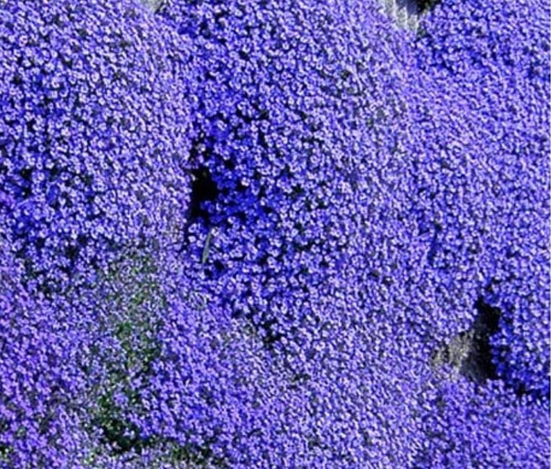 Aubrieta cascade bleu 400 graines image 2