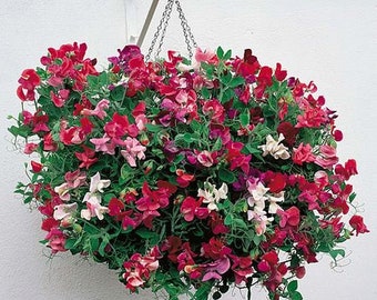 30 seeds - Lathyrus odoratus Cupido mix