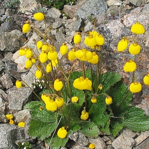 Calceolaria biflora 30 seeds image 1