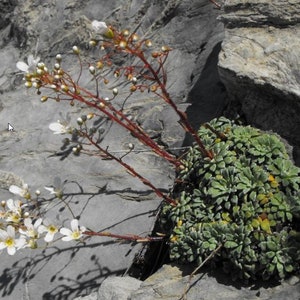 Saxifraga cochlearis 15 Samen Bild 2