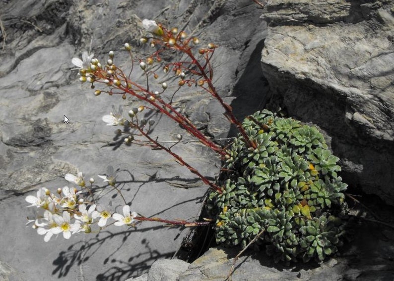 Saxifraga cochlearis 15 Samen Bild 2