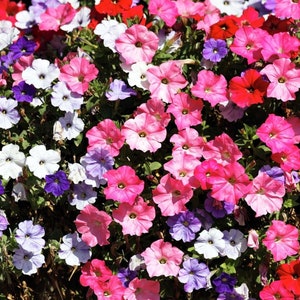 3.000 seeds Petunia hybrida pendula Balcony mix zdjęcie 4