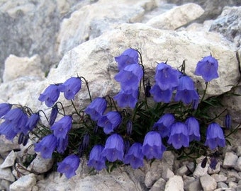 Campanula cochleariifolia 15 Samen