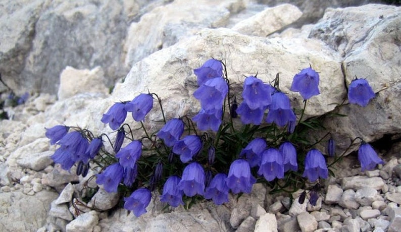 Campanula cochleariifolia 15 seeds image 1