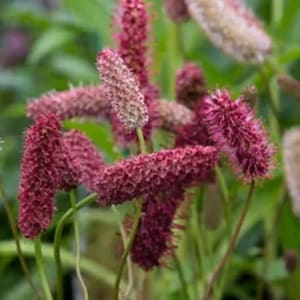 Sanguisorba menziesii 15 Samen