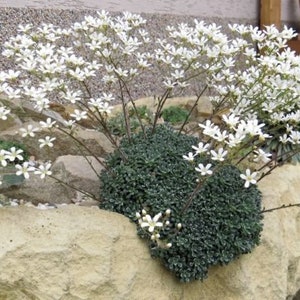 Saxifraga cochlearis 15 Samen Bild 1