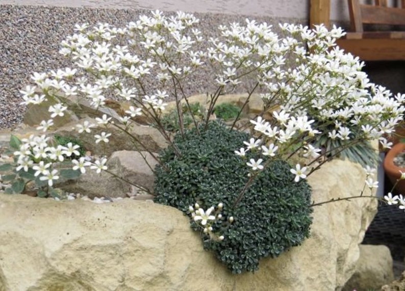 Saxifraga cochlearis 15 Samen Bild 1