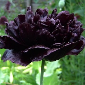 2 500 graines-Papaver paeoniflorum Noir