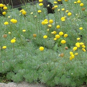 Cotula hispida 30 seeds image 1