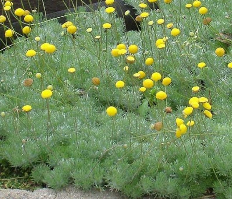 Cotula hispida 30 seeds image 1