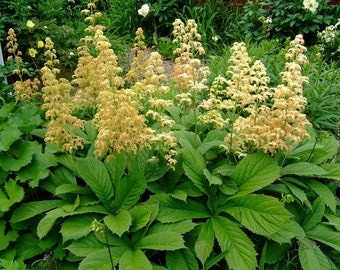 Rodgersia pinnata    15 seeds