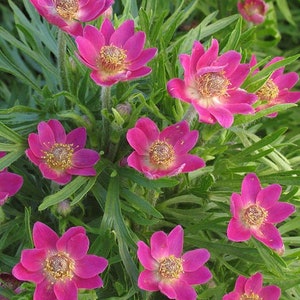 Anemone multifida Rubra 25 seeds image 1