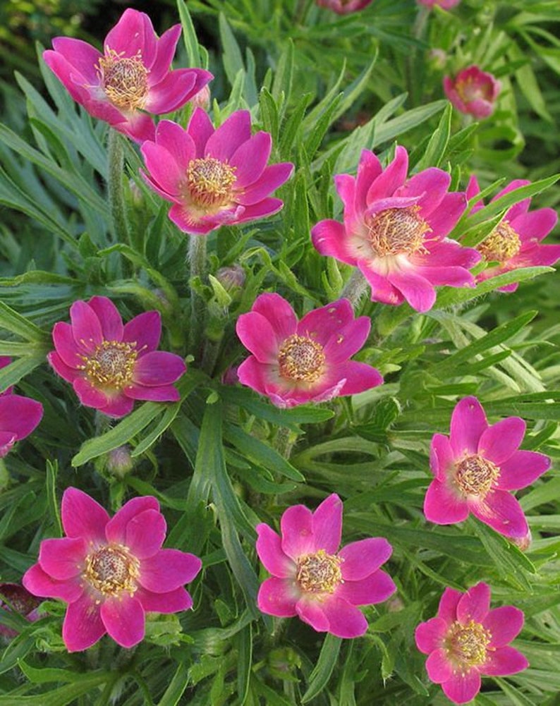 Anemone multifida Rubra 25 seeds image 1