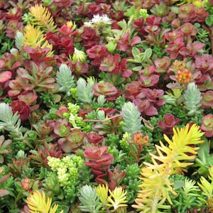 Sedum-Mischung 1000 Samen