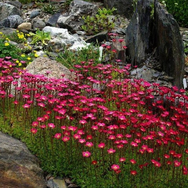 1000 seeds - Saxifraga arendsii Purple Robe