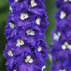 150 seeds - Delphinium x culturarum king Arthur