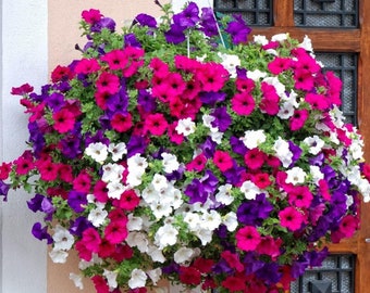 3.000 zaden - Petunia hybrida pendula Balkonmix