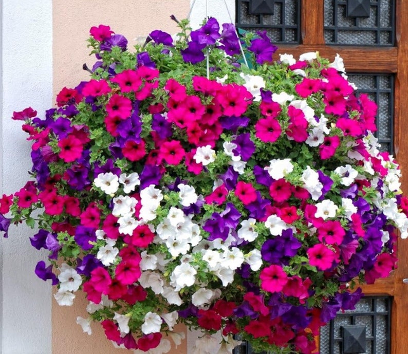 3.000 seeds Petunia hybrida pendula Balcony mix imagen 1