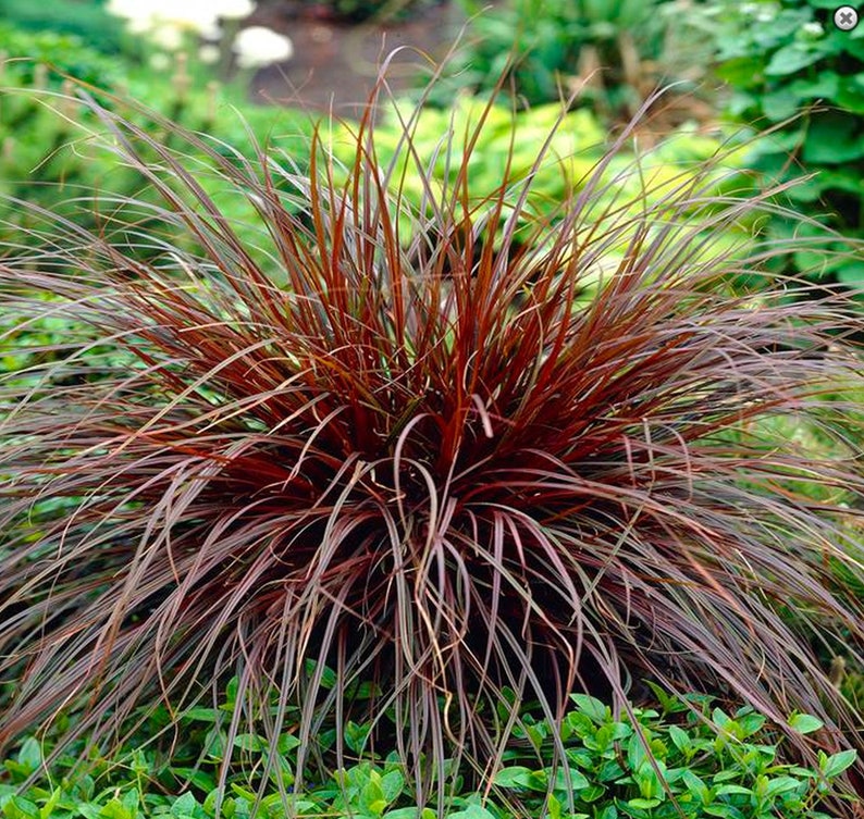 Uncinia rubra Firedance 10 seeds image 1