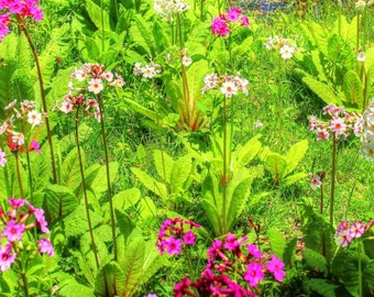 Primula japonica mix 100 graines