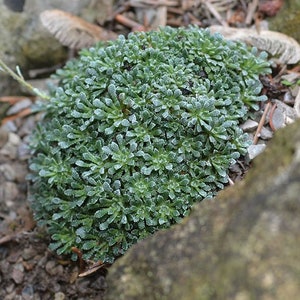 Saxifraga cochlearis 15 Samen Bild 5