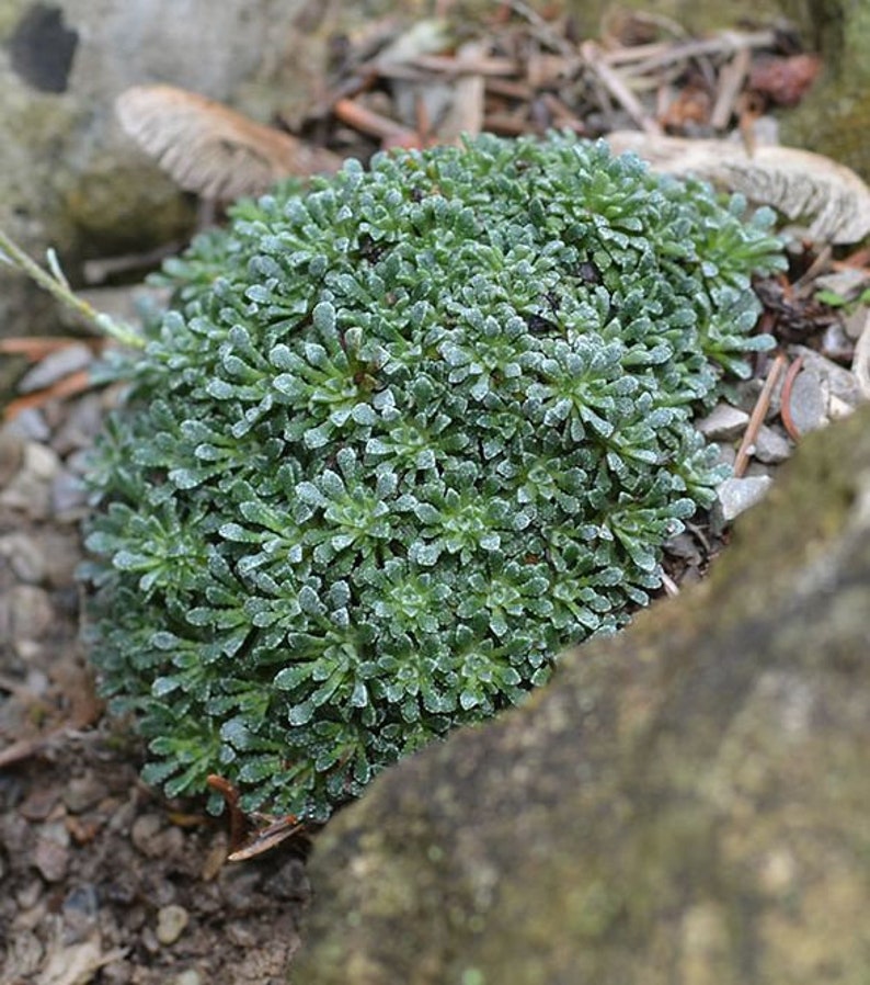 Saxifraga cochlearis 15 Samen Bild 5