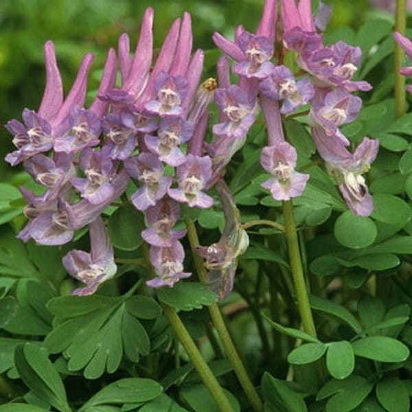 Corydalis solida 15 seeds