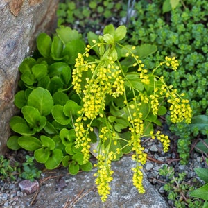 Chiastophyllum oppositifolium 30 seeds image 3