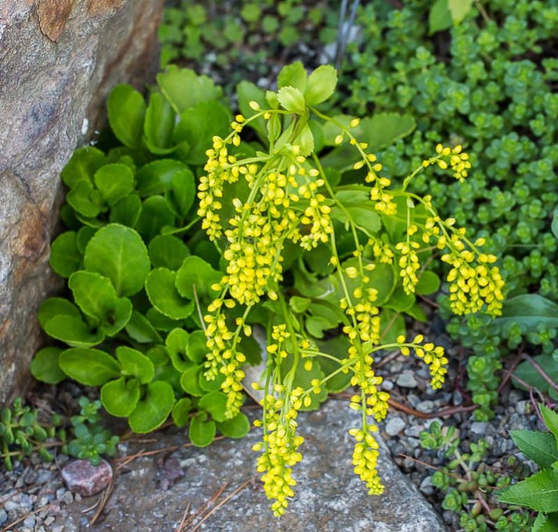 Chiastophyllum oppositifolium 30 seeds image 3