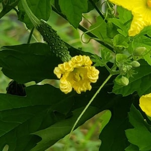Bitter Melon (Momordica charantia) Seeds, Large Garden Seed Pack
