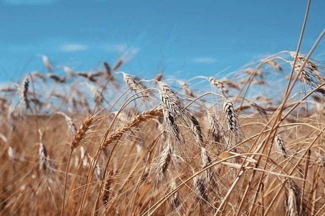 Khorasan "KAMUT" Wheat, Ancient Grains, Non-GMO, BULK Garden Seed - Etsy.de