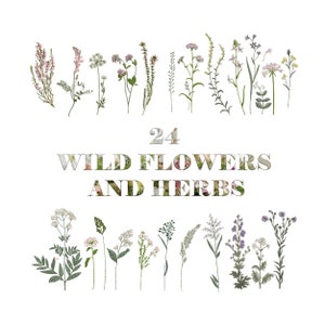 Peut inclure: Illustration de 24 fleurs sauvages et herbes différentes, sur fond blanc. Le texte "24 WILD FLOWERS AND HERBS" est au centre de l'image.