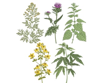 6 Medicinal Plants Machine Embroidery Design, Nettle Milk Thistle Cannabis St Johns Wort Botanical Pattern Instant Download Zip - 6 sizes