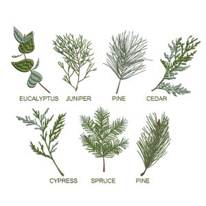 Puede incluir: Una ilustración de diferentes tipos de árboles de hoja perenne, incluyendo eucalipto, enebro, pino, cedro, ciprés, abeto y pino. Los árboles están dibujados de una manera simple y estilizada, con colores verdes y azules.