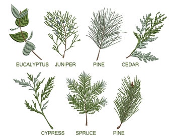 Winter Greenery Branches Machine Embroidery Design, Christmas Botanicals Pine Eucalyptus Spruce Pattern Instant Download Zip - 5 SIZES