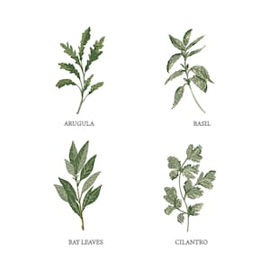 Può includere: Arugula, basilico, alloro e coriandolo illustrati in stile acquerello. Ogni erba è etichettata con il suo nome.