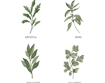 Herb Set Machine Embroidery Floral Botanical Basil Arugula Cilantro Bay Leaves Garden Pattern Instant Download Zip - ANY SIZE