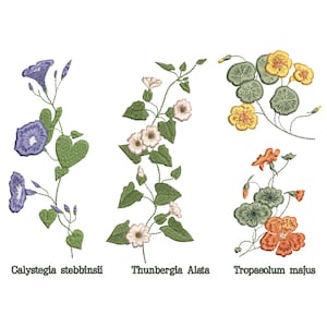 May include: Three different types of flowers are shown in this image. The first flower is a blue morning glory, the second is a white and yellow Thunbergia Alata, and the third is a red and yellow Tropaeolum majus.