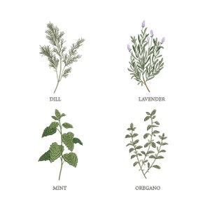Herbs for Machine Embroidery Floral Botanical Herb Lavender Dill Mint Oregano Garden Pattern Instant Download Zip - 5 sizes