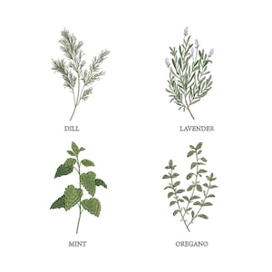 Herbs for Machine Embroidery Floral Botanical Herb Lavender Dill Mint Oregano Garden Pattern Instant Download Zip - 5 sizes