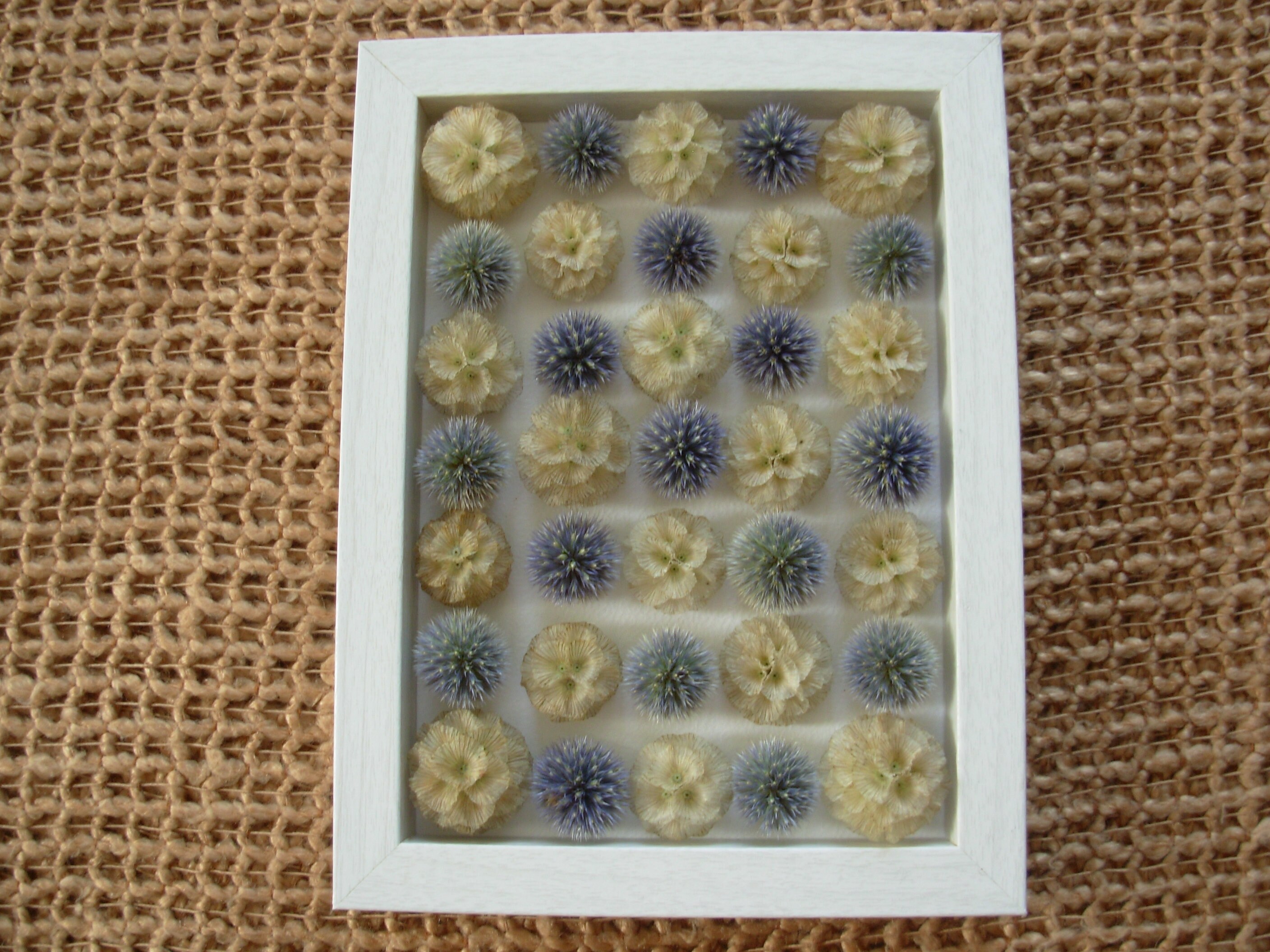 Cadre de Fleurs Séchées, Herbier Encadré, Fait à La Main, Cadre Végétal, Herbarium, Composition Pomp