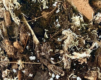 Sustrato para Hoya: tierra para macetas, musgo sphagnum, coco y perlita.