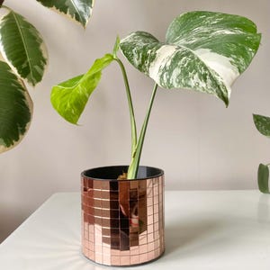 Può includere: Una pianta di monstera variegata in un vaso a specchio color oro rosa. Il vaso è fatto di piccole piastrelle quadrate.