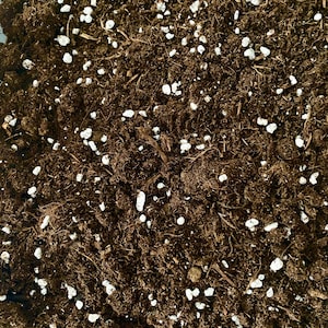 Maranta Substrate - Peat, potting soil and perlite