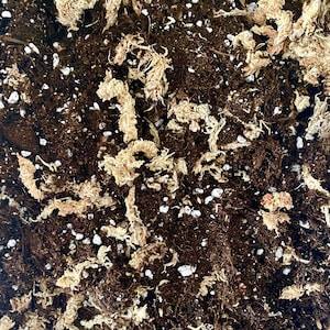 Pode incluir: Close-up de uma mistura de terra marrom, perlita branca e musgo esfagno seco. O musgo é marrom claro e tem uma textura fibrosa.