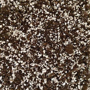 Cactus Substrate - Potting Soil and Perlite